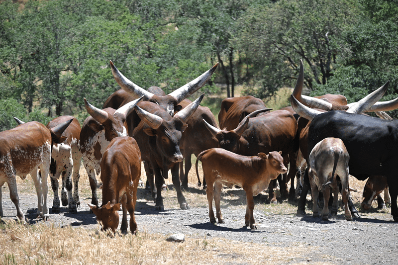 longhorn bull auction in fredericksburg texas