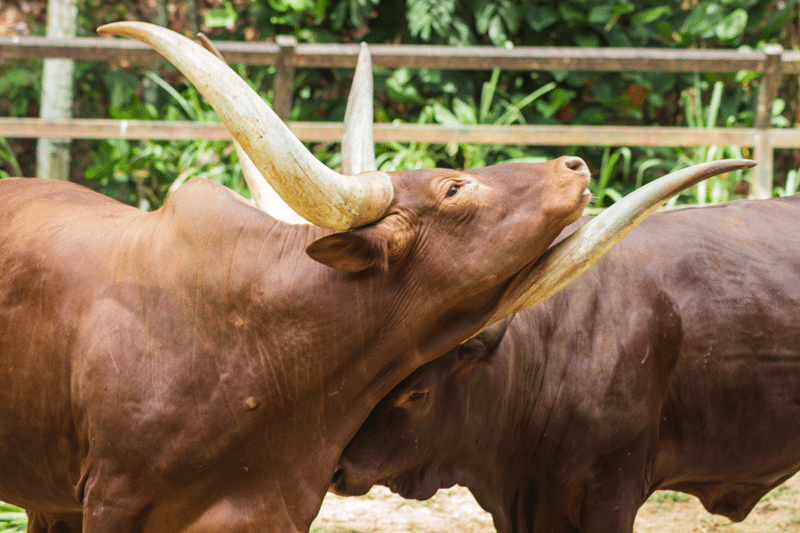 longhorn bulls for sale in fredericksburg texas