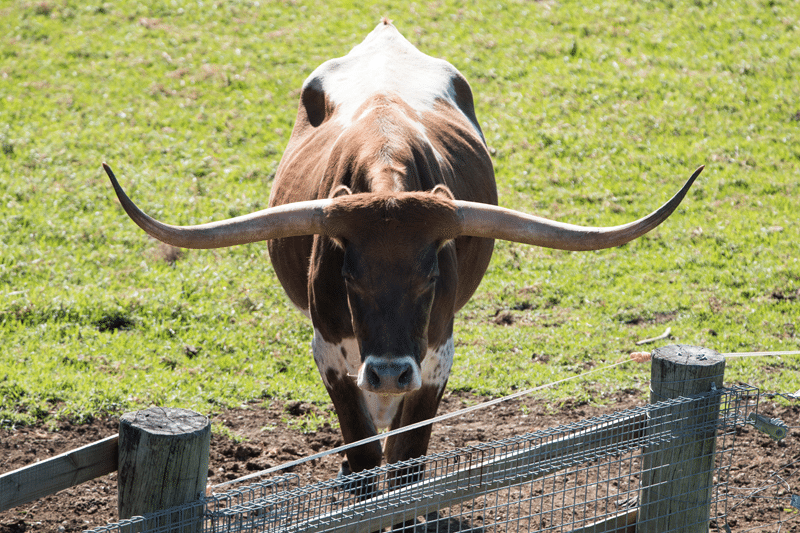 longhorn petting zoo in fredericksburg texas