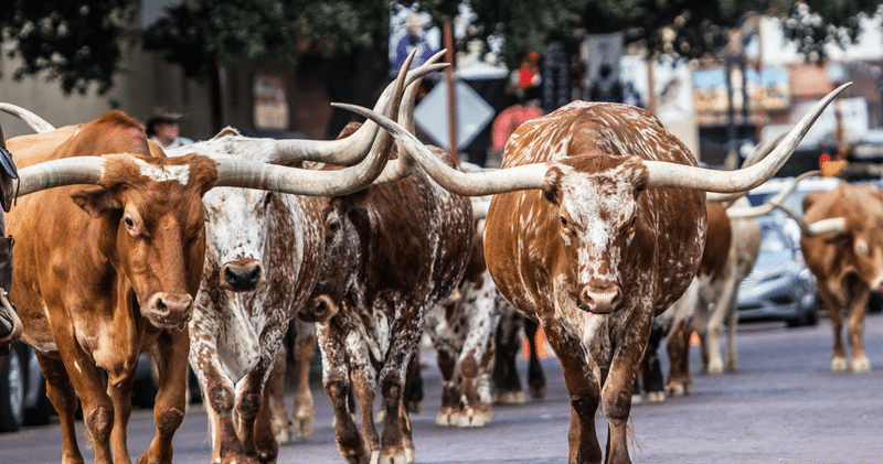 longhorns for sale in fredericksburg texas