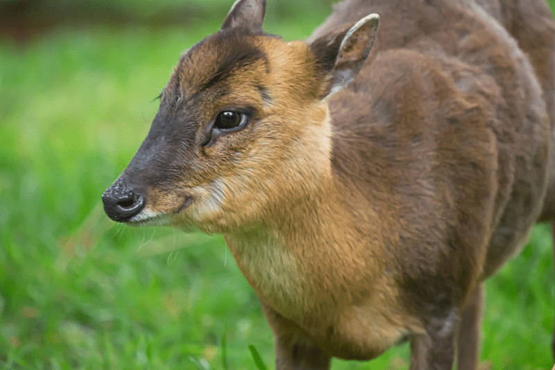 muntjac deer for sale in fredericksburg texas