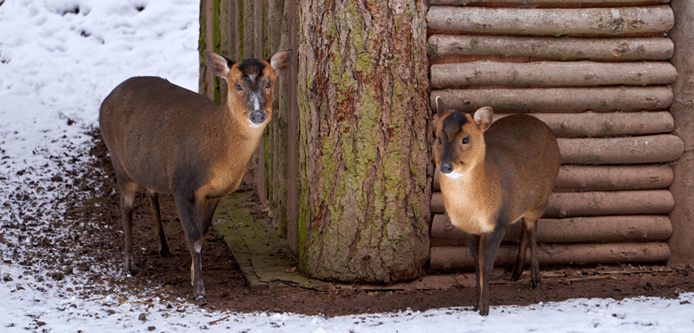Muntjac Deer For Sale In Fredericksburg Texas | Avery Ridge Ranch