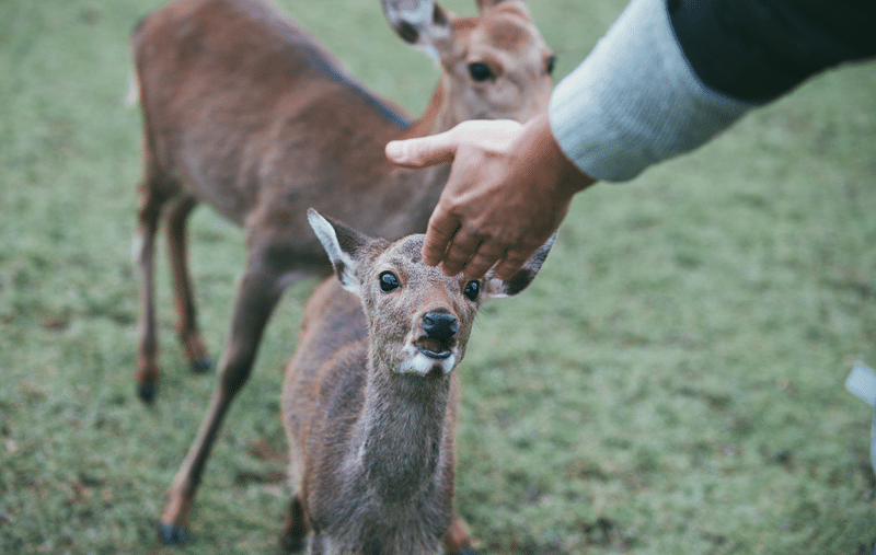 muntjac deer petting zoo in fredericksburg texas