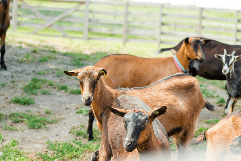 nigerian dwarf goat auction in fredericksburg texas
