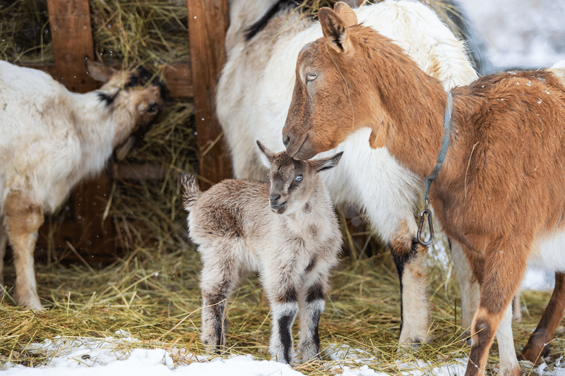 nigerian dwarf goat no kill sanctuary in fredericksburg texas