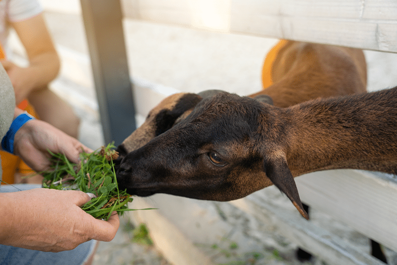 nigerian dwarf goat petting zoo in fredericksburg texas