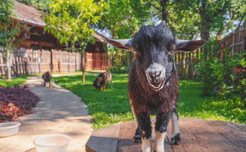 nigerian dwarf goats for sale in fredericksburg texas
