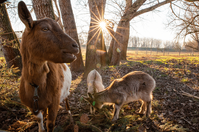 nigerian dwarf goats