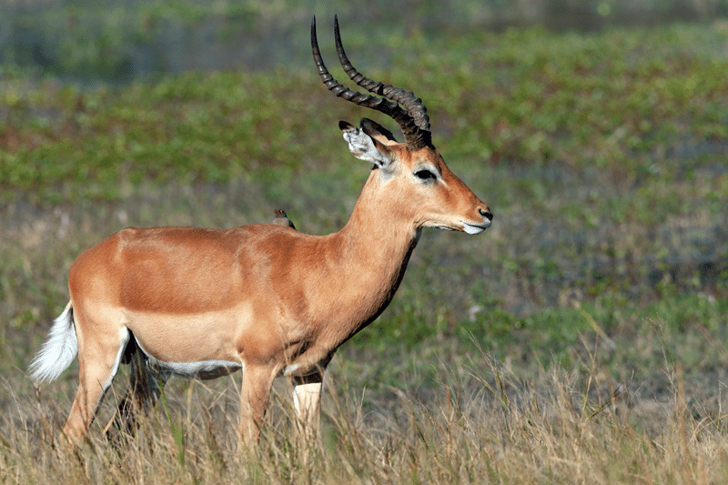 nile lechwe for sale in fredericksburg texas