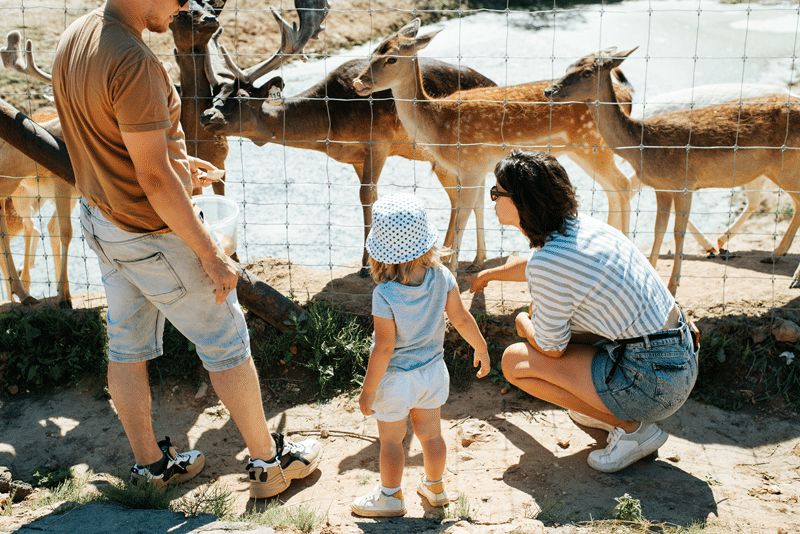nile lechwe petting zoo in fredericksburg texas
