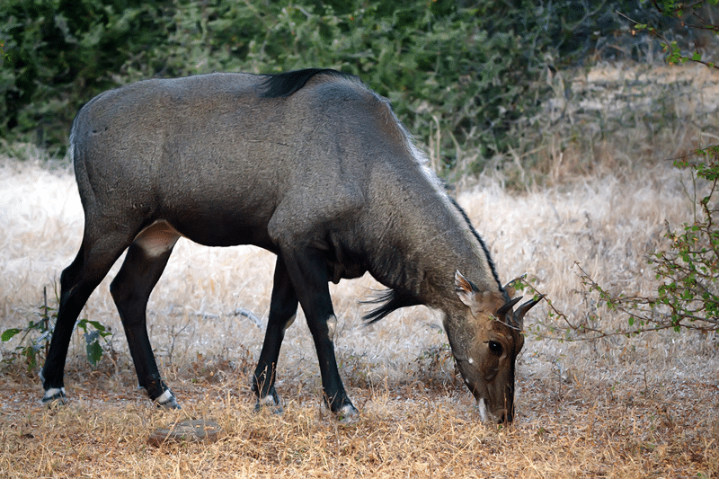 nilgai for sale in fredericksburg texas