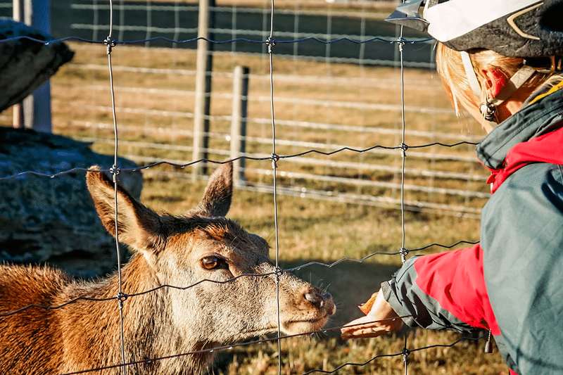 nilgai petting zoo in fredericksburg texas