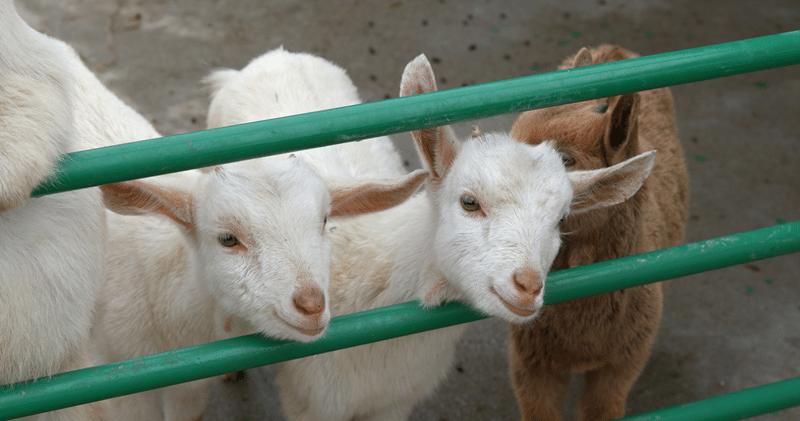 no kill sanctuary and rehoming of livestock animals