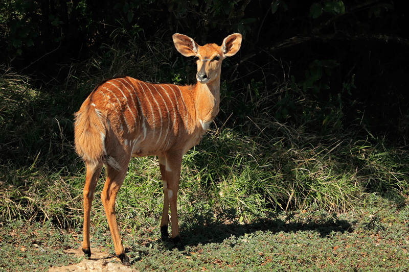 nyala for sale in texas