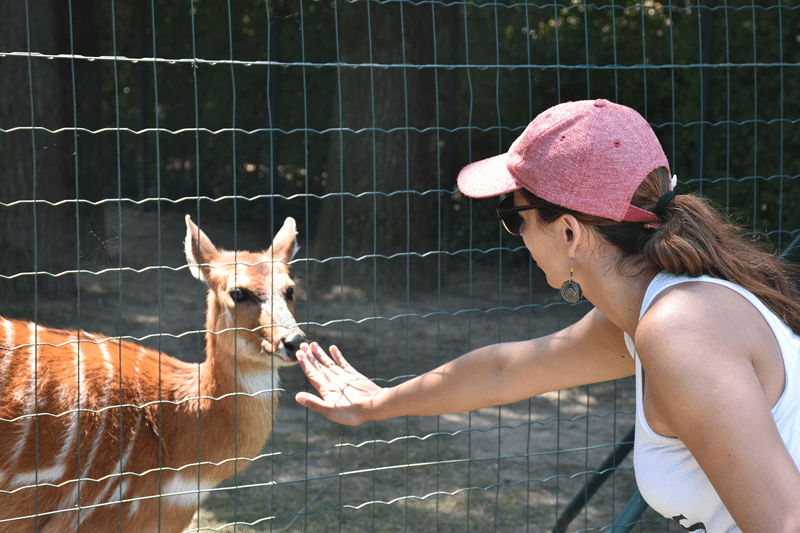 nyala petting zoo in fredericksburg texas