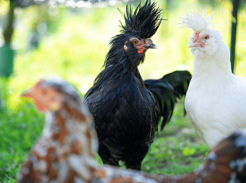 ornamental chicken no kill sanctuary in fredericksburg texas