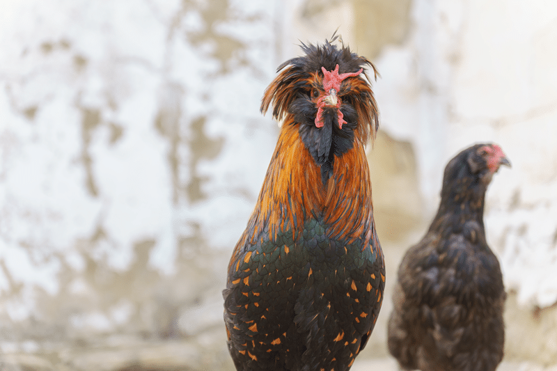 ornamental chickens for sale in fredericksburg texas