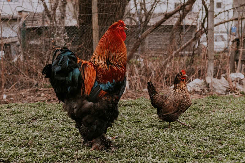 ornamental chickens