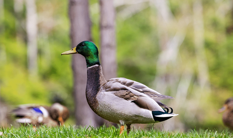 ornamental duck no kill sanctuary in fredericksburg texas