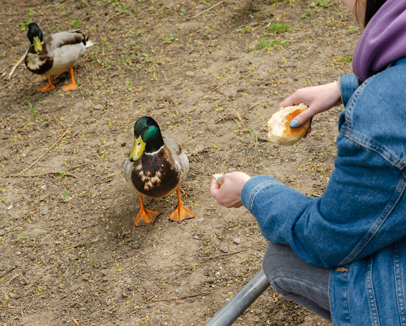 ornamental duck petting zoo in fredericksburg texas