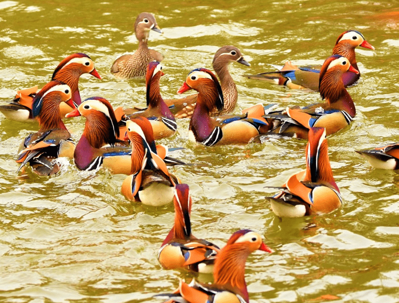 ornamental ducks for sale in fredericksburg texas