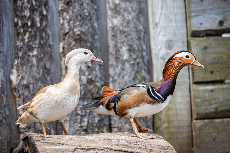 ornamental ducks