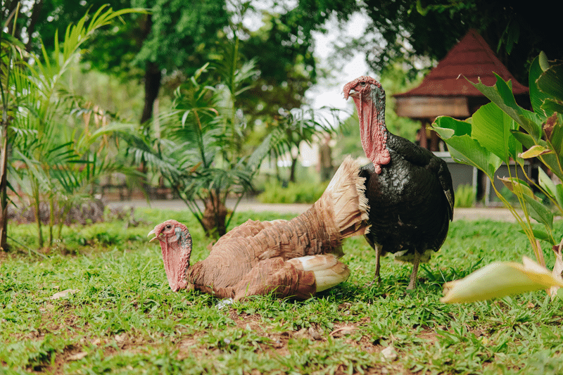 ornamental turkey auction in fredericksburg texas
