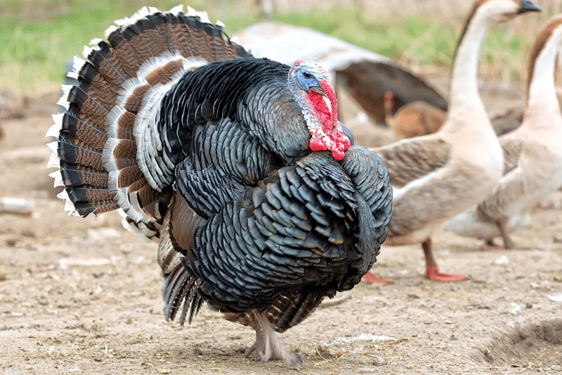 ornamental turkey no kill sanctuary in fredericksburg texas