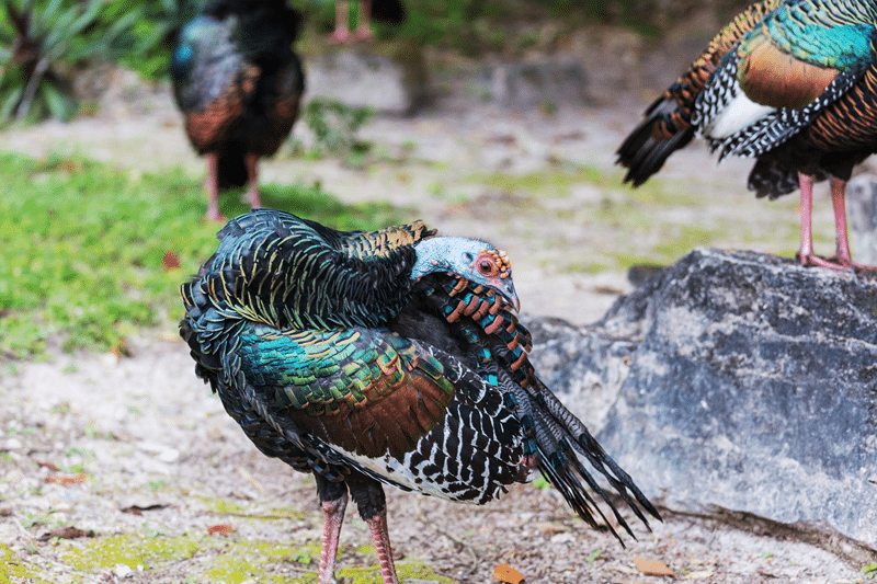 ornamental turkeys