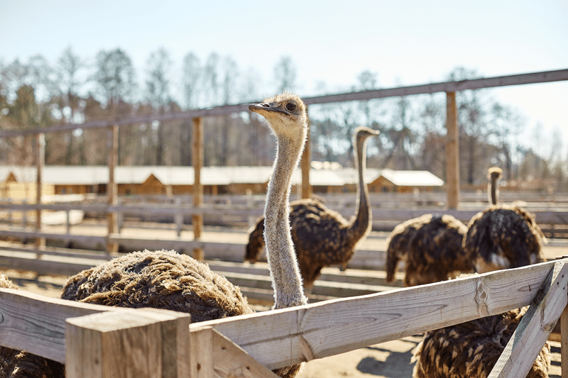 ostrich for sale in texas