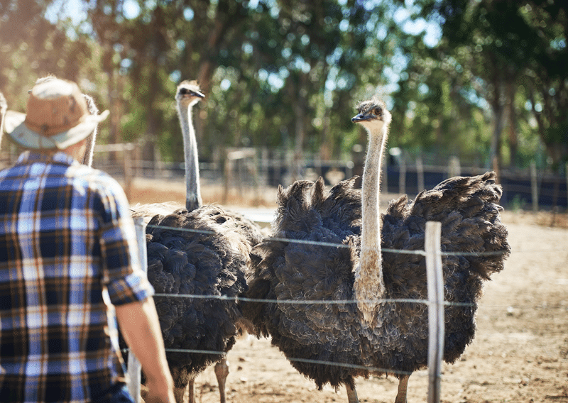 ostrich petting zoo in fredericksburg texas