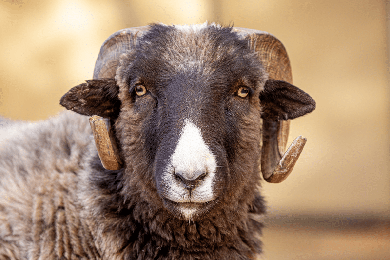 painted desert sheep for sale in texas