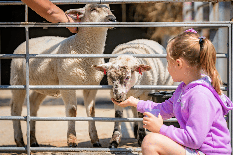 painted desert sheep petting zoo in fredericksburg texas