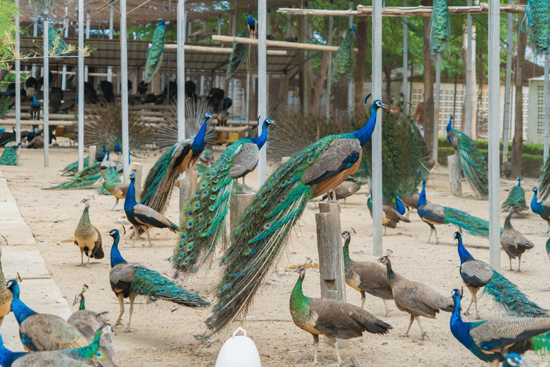 peacock auction in fredericksburg texas
