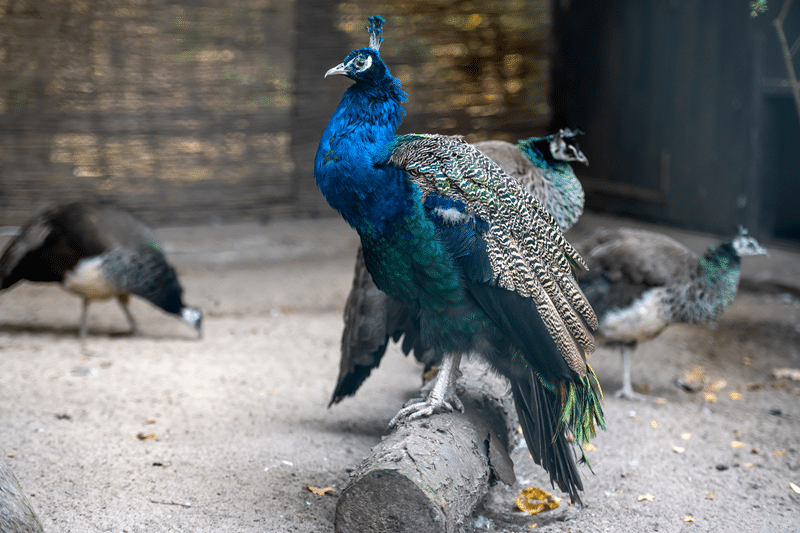 peacock no kill sanctuary in fredericksburg texas