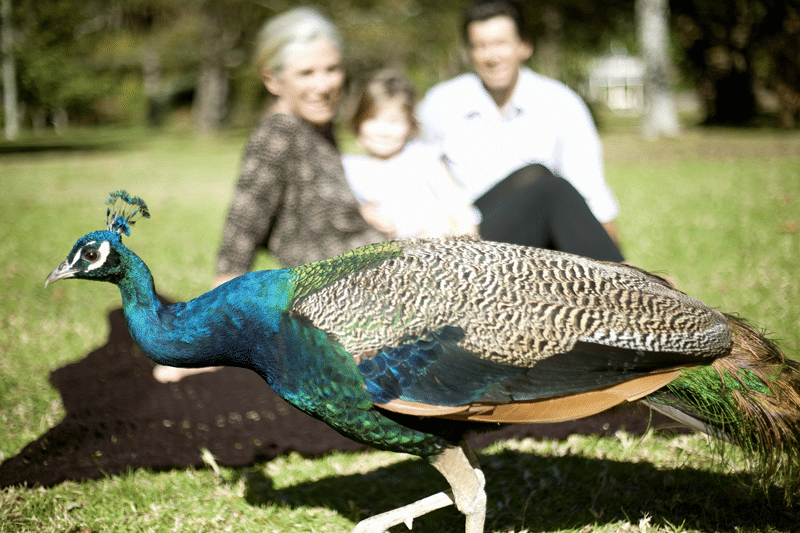 peacock petting zoo in fredericksburg texas