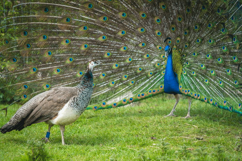 peacocks for sale in fredericksburg texas