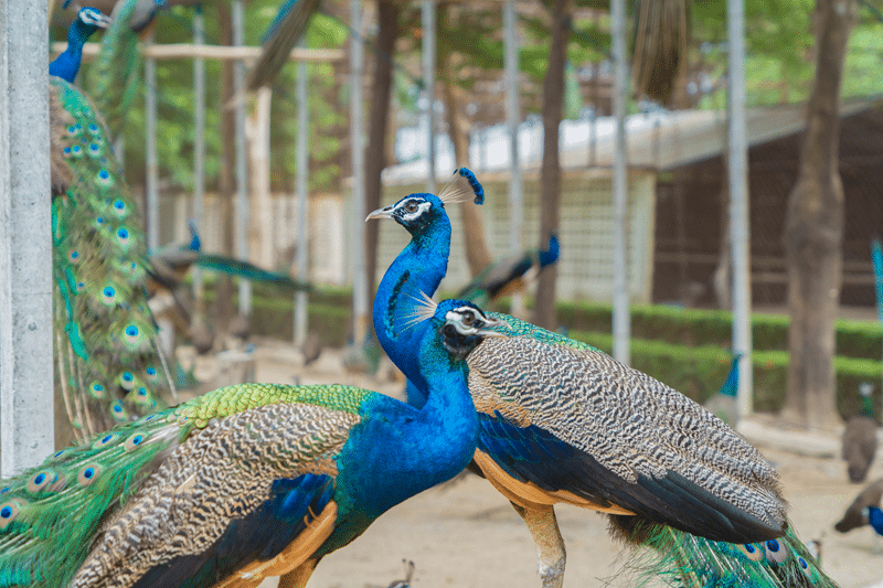 peacocks