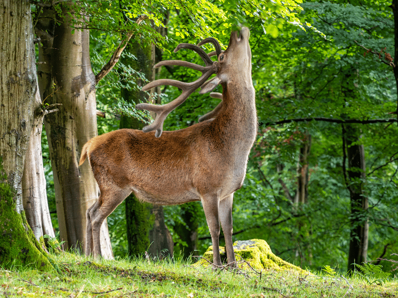 pere davids deer for sale in texas