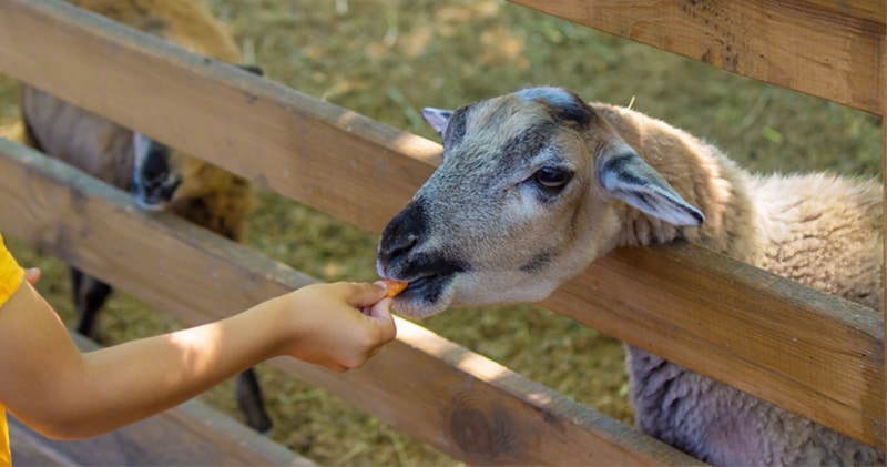 petting zoo animal experiences