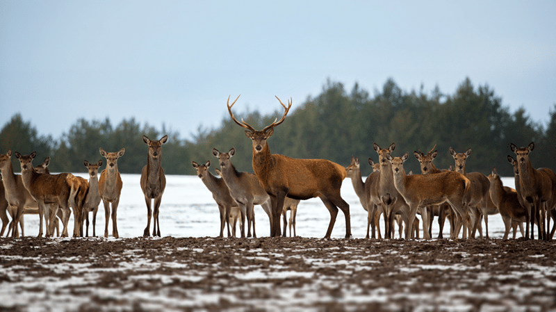red deer for sale texas