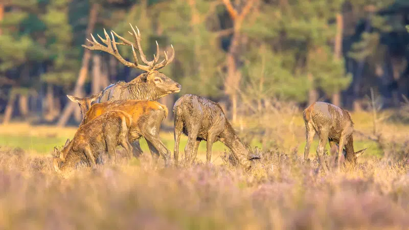 red deer hunts texas