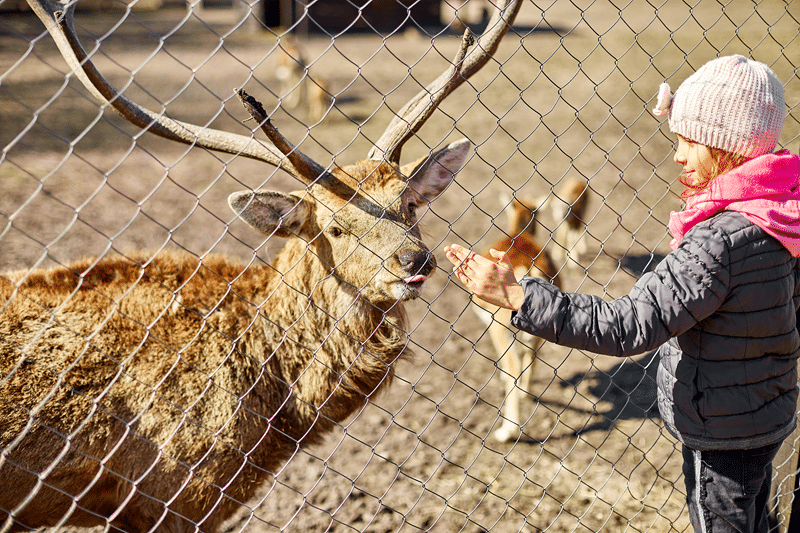 red deer petting zoo in fredericksburg texas
