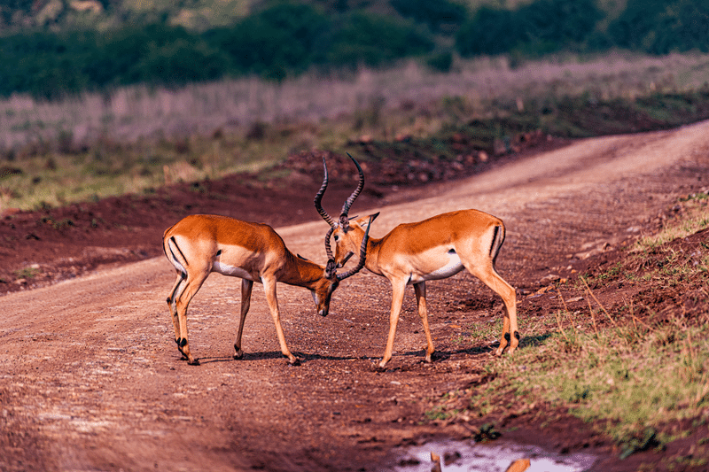 red lechwe for sale in texas