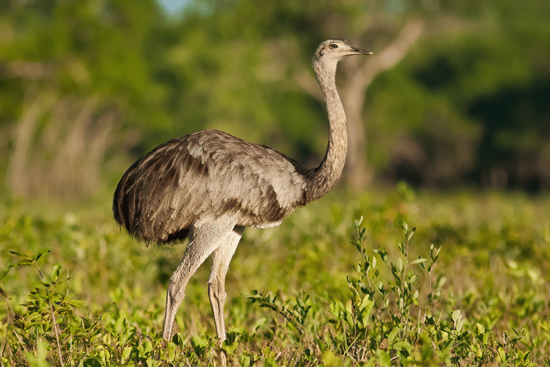 rhea for sale in texas