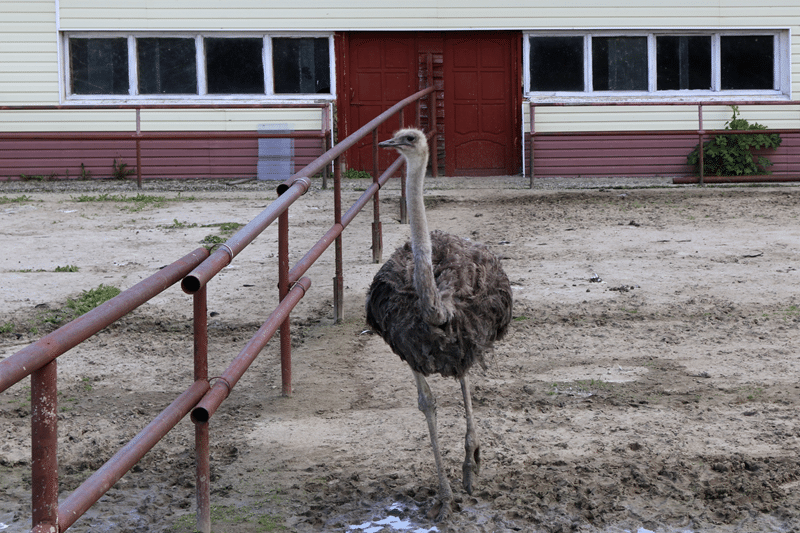 rhea petting zoo in fredericksburg texas