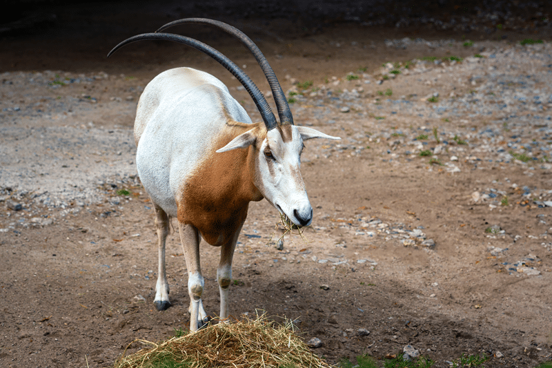 scimitar oryx for sale texas