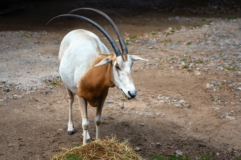 scimitar oryx for sale texas