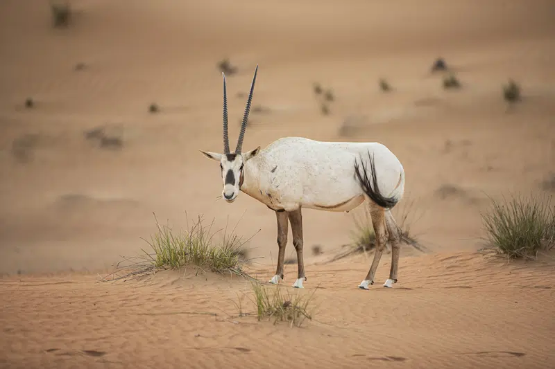 scimitar oryx hunts texas