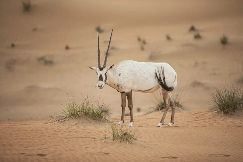 scimitar oryx hunts texas